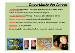 Importância dos fungosImportância dos fungos
DecompositoresDecompositores: permitem a reciclagem da matéria orgânica morta; destrói
objetos de madeira, couro, tecidos e alimentos em geral.
ProduçãoProdução dede alimentosalimentos: fabricação de queijos, pães e bebidas alcoólicas.
IndústriaIndústria farmacêuticafarmacêutica: produção de penicilina (antibióticoantibiótico).
ParasitasParasitas: causam doenças em animais (micosesmicoses) e plantas (ferrugem do caféferrugem do café).
MutualistasMutualistas: Líquens, micorrizas.MutualistasMutualistas: Líquens, micorrizas.
CiênciaCiência: estudados na genética, fisiologia, bioquímica e biologia molecular.
 