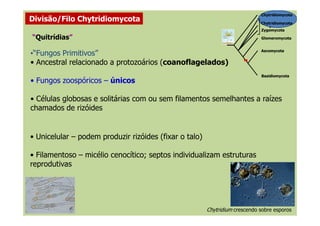 Chytridiomycota
+
Zygomycota
Ascomycota
Basidiomycota
Glomeromycota
Chytridiomycota
Divisão/Filo Chytridiomycota
“Quitrídias”
••“Fungos Primitivos”“Fungos Primitivos”
• Ancestral relacionado a protozoários (coanoflagelados)
• Fungos zoospóricos – únicos
• Células globosas e solitárias com ou sem filamentos semelhantes a raízes
chamados de rizóides
Chytridium crescendo sobre esporos
• Unicelular – podem produzir rizóides (fixar o talo)
• Filamentoso – micélio cenocítico; septos individualizam estruturas
reprodutivas
 