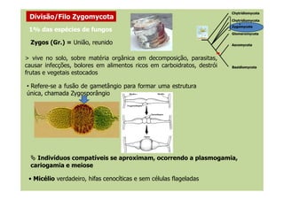 • Refere-se a fusão de gametângio para formar uma estrutura
única, chamada Zygosporângio
Zygos (Gr.) = União, reunido
Chytridiomycota
+
Zygomycota
Ascomycota
Basidiomycota
Glomeromycota
Chytridiomycota
Divisão/Filo Zygomycota
1% das espécies de fungos
> vive no solo, sobre matéria orgânica em decomposição, parasitas,
causar infecções, bolores em alimentos ricos em carboidratos, destrói
frutas e vegetais estocados
Indivíduos compatíveis se aproximam, ocorrendo a plasmogamia,
cariogamia e meiose
• MicélioMicélio verdadeiro, hifashifas cenocíticascenocíticas e sem células flageladas
 