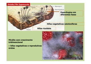 Hifas rizoidais
Hifas vegetativas estoloníferas
Esporângios em
diferentes fases
Divisão/Filo Zygomycota
Micélio com crescimento
tridimencional
– hifas vegetativas e reprodutivas
eretas
 
