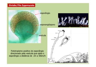 esporângio
esporangiósporo
Divisão/Filo Zygomycota
vesícula
Fototropismo positivo do esporângioFototropismo positivo do esporângio
direcionado pela vesícula que ejeta odirecionado pela vesícula que ejeta o
esporângio a distância de 2m a 50km/hesporângio a distância de 2m a 50km/h
 