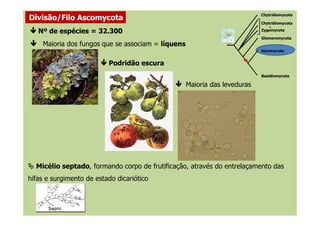 Nº de espécies = 32.300
Maioria dos fungos que se associam = líquens
Maioria das leveduras
Podridão escura
Divisão/Filo Ascomycota
Chytridiomycota
+
Zygomycota
Ascomycota
Basidiomycota
Glomeromycota
Chytridiomycota
Micélio septado, formando corpo de frutificação, através do entrelaçamento das
hifas e surgimento de estado dicariótico
 