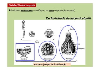 Produzem ascósporos = meiósporo no asco (reprodução sexuada).
Divisão/Filo Ascomycota
Exclusividade de ascomicetos!!!Exclusividade de ascomicetos!!!
Ascoma (corpo de frutificação
 