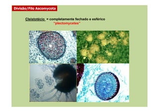 Cleistotécio = completamente fechado e esférico
“plectomycetes”
Divisão/Filo Ascomycota
 