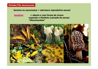 Ascoma ou ascocarpos = estrutura reprodutiva sexual
Apotécio = aberto e com forma de xícara
expondo o Himênio (camada de ascos)
“discomycetes”
Divisão/Filo Ascomycota
 