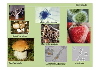 Aspergillus flavus
Agaricus blazei
DiversidadeDiversidade
Morchella sculenta
Boletus edulis leveduraslevedurasAllomyces arbuscula
Agaricus blazei
 