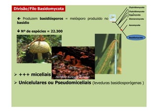 Nº de espécies = 22.300
 Produzem basidiósporos = meiósporo produzido no
basídio
Divisão/Filo Basidomycota
Chytridiomycota
+
Zygomycota
Ascomycota
Basidiomycota
Glomeromycota
Chytridiomycota
Hirneola auricularia-judae
+++ miceliais
Unicelulares ou Pseudomiceliais (leveduras basidiosporógenas )
 