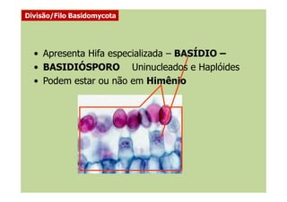 • Apresenta Hifa especializada – BASÍDIO –
• BASIDIÓSPORO Uninucleados e Haplóides
• Podem estar ou não em Himênio
Divisão/Filo Basidomycota
 
