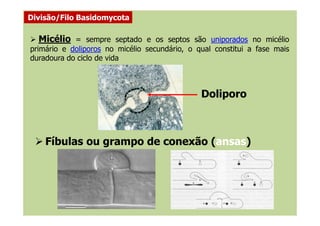 Doliporo
Divisão/Filo Basidomycota
Micélio = sempre septado e os septos são uniporados no micélio
primário e doliporos no micélio secundário, o qual constitui a fase mais
duradoura do ciclo de vida
Fíbulas ou grampo de conexão (ansas)
 