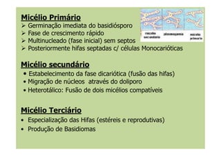 Micélio Primário
Germinação imediata do basidiósporo
Fase de crescimento rápido
Multinucleado (fase inicial) sem septos
Posteriormente hifas septadas c/ células Monocarióticas
Micélio secundário
• Estabelecimento da fase dicariótica (fusão das hifas)
• Migração de núcleos através do doliporo• Migração de núcleos através do doliporo
• Heterotálico: Fusão de dois micélios compatíveis
Micélio Terciário
• Especialização das Hifas (estéreis e reprodutivas)
• Produção de Basidiomas
 