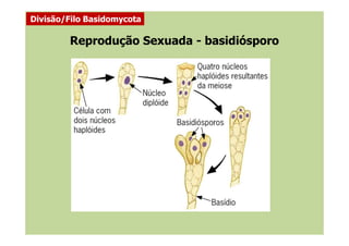 Reprodução Sexuada - basidiósporo
Divisão/Filo Basidomycota
 