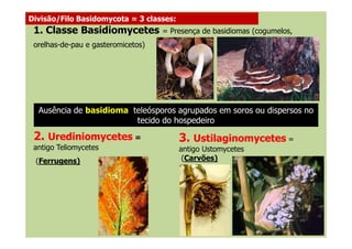 1. Classe Basidiomycetes = Presença de basidiomas (cogumelos,
orelhas-de-pau e gasteromicetos)
Ausência de basidioma, teleósporos agrupados em soros ou dispersos no
tecido do hospedeiro
Divisão/Filo Basidomycota = 3 classes:
3. Ustilaginomycetes =
antigo Ustomycetes
(Carvões)
2. Urediniomycetes =
antigo Teliomycetes
(Ferrugens)
tecido do hospedeiro
 