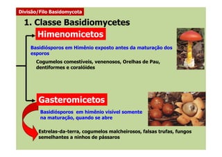 Cogumelos comestíveis, venenosos, Orelhas de Pau,
dentiformes e coralóides
1. Classe Basidiomycetes
Himenomicetos
Basidiósporos em Himênio exposto antes da maturação dos
esporos
Divisão/Filo Basidomycota
Gasteromicetos
Basidiósporos em himênio visível somente
na maturação, quando se abre
Estrelas-da-terra, cogumelos malcheirosos, falsas trufas, fungos
semelhantes a ninhos de pássaros
 