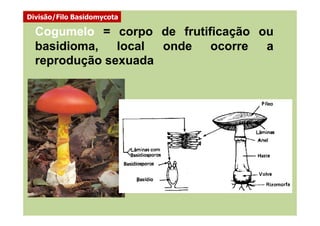 Cogumelo = corpo de frutificação ou
basidioma, local onde ocorre a
reprodução sexuada
Divisão/Filo Basidomycota
 
