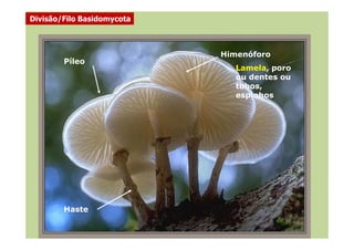 Píleo
Himenóforo
Lamela, poro
ou dentes ou
tubos,
espinhos
Divisão/Filo Basidomycota
Haste
 