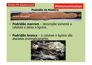 Podridão da Madeira
• Podridão marrom – decompõe somente a
celulose e deixa a lignina.
Serpula lacrymans
Himenomicetos
Divisão/Filo Basidomycota
• Podridão branca – a celulose e lignina são
atacadas enzimaticamente.
 