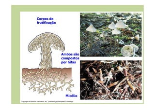 Corpos de
frutificação
Ambos são
Micélio
Ambos são
compostos
por hifas
 