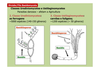 2. Classe Urediniomycetes:
as ferrugens
~5000 espécies (140-150 gêneros)
Divisão/Filo Basidomycota
3. Classe Ustilaginomycetes:
carvões e fuligens;
~1200 espécies (~ 50 gêneros)
Parasitas danosos – afetam a Agricultura
Classes Urediniomycetes e Ustilaginomycetes
Basidiósporos
Basidiósporos
Basídio
Basídio
 
