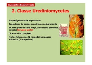 2. Classe Urediniomycetes
Fitopatógenos mais importantes
Causadores de perdas econômicas na Agronomia
Ex. ferrugens do café, maçã, amendoim, pinheiros,
cereais (ferrugem preta)
Ciclo de vida complexo
Divisão/Filo Basidomycota
Ciclo de vida complexo
Muitos heteroécios (2 hospedeiros) poucas
autoécios (1 hospedeiro)
 