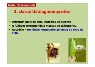 3. classe Ustilaginomycetes
• Infectam mais de 4000 espécies de plantas
• A fuligem corresponde a massas de teliósporos.
• Autoécio – um único hospedeiro ao longo do ciclo de
vida.
Divisão/Filo Basidomycota
vida.
 