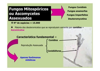 Fungos Conidiais
Fungos anamorfos
Fungos Imperfeitos
Deuteromycotina
Fungos Mitospóricos
ou Ascomycetes
Assexuados
Nº de espécies = 15.000
Característica fundamental =
Maioria dos deuteromicetos que se reproduzem somente por conídios =
Ascomicetos
Característica fundamental =
Conídios
Conidióforos
Apenas fenômenos
mitóticos
Reprodução Assexuada
 