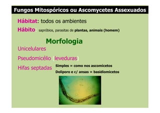Hábitat: todos os ambientes
Hábito: sapróbios, parasitas de plantas, animais (homem)
Unicelulares
Pseudomicélio (leveduras)
Morfologia
Fungos Mitospóricos ou Ascomycetes Assexuados
Pseudomicélio (leveduras)
Hifas septadas
Simples = como nos ascomicetos
Doliporo e c/ ansas = basidiomicetos
 