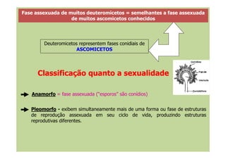 Fase assexuada de muitos deuteromicetos = semelhantes a fase assexuada
de muitos ascomicetos conhecidos
Deuteromicetos representem fases conidiais de
ASCOMICETOS
Classificação quanto a sexualidadeClassificação quanto a sexualidade
Anamorfo = fase assexuada (“esporos” são conídios)
Pleomorfo - exibem simultaneamente mais de uma forma ou fase de estruturas
de reprodução assexuada em seu ciclo de vida, produzindo estruturas
reprodutivas diferentes.
 