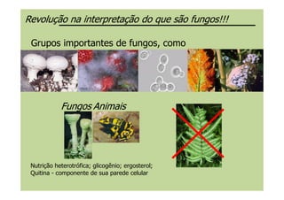 Grupos importantes de fungos, como
Revolução na interpretação do que são fungos!!!Revolução na interpretação do que são fungos!!!
Nutrição heterotrófica; glicogênio; ergosterol;
Quitina - componente de sua parede celular
FungosFungos AnimaisAnimais
 