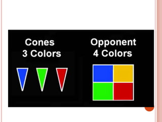 Color Vision | PPTX