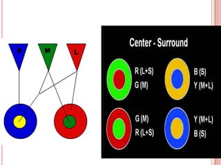 Color Vision | PPTX