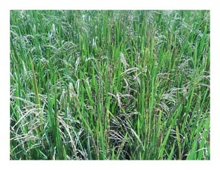 Vaneamiento arroz panama