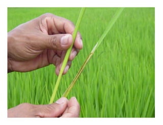 Vaneamiento arroz panama