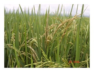 Vaneamiento arroz panama