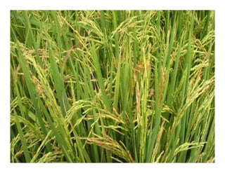 Vaneamiento arroz panama