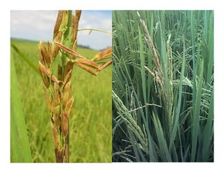 Vaneamiento arroz panama