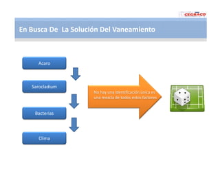 Vaneamiento arroz panama