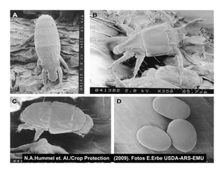 Vaneamiento arroz panama