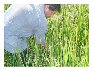 Vaneamiento arroz panama