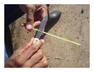 Vaneamiento arroz panama