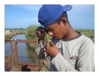 Vaneamiento arroz panama