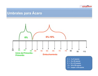 Vaneamiento arroz panama