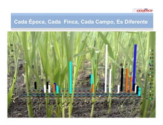Vaneamiento arroz panama
