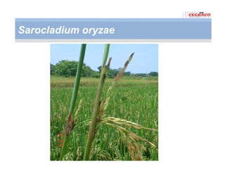 Vaneamiento arroz panama