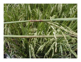 Vaneamiento arroz panama