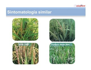 Vaneamiento arroz panama