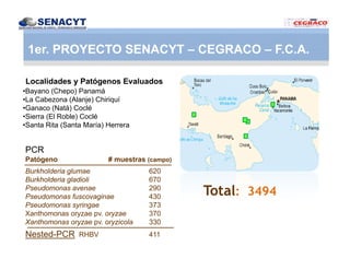 Vaneamiento arroz panama