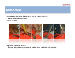 Vaneamiento arroz panama