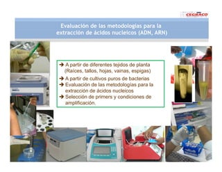 Vaneamiento arroz panama