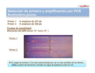 Vaneamiento arroz panama