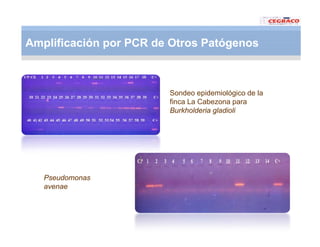 Vaneamiento arroz panama